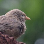 Yellow-billed Babbler ecosystem