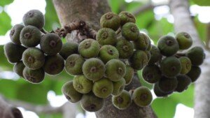 Fig, Exotic fruits and vegetables