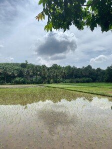 green tsavorite farm - fields